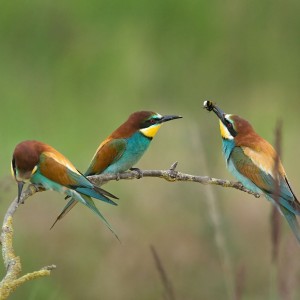 Vlha pestrá (Merops apiaster).02